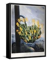 Thornton: Aloe-Caldwall-Framed Stretched Canvas