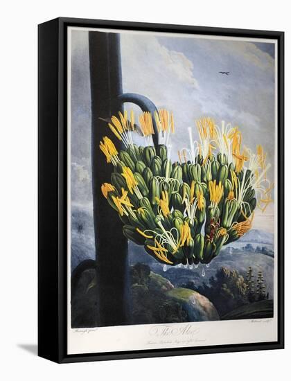 Thornton: Aloe-Caldwall-Framed Stretched Canvas