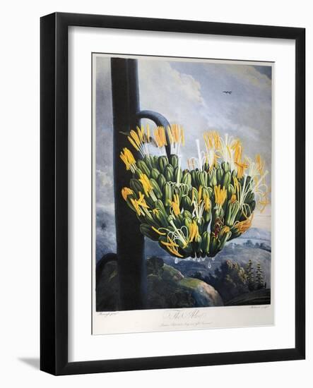 Thornton: Aloe-Caldwall-Framed Giclee Print