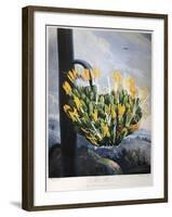 Thornton: Aloe-Caldwall-Framed Giclee Print