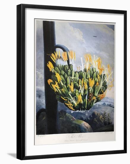 Thornton: Aloe-Caldwall-Framed Giclee Print