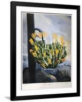 Thornton: Aloe-Caldwall-Framed Giclee Print