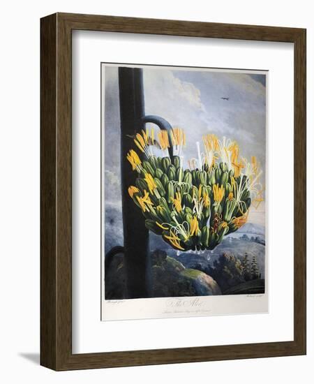 Thornton: Aloe-Caldwall-Framed Premium Giclee Print