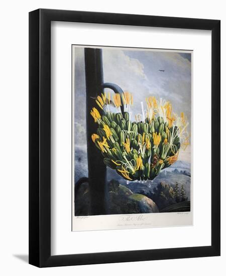 Thornton: Aloe-Caldwall-Framed Premium Giclee Print