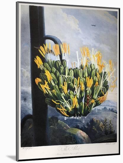 Thornton: Aloe-Caldwall-Mounted Premium Giclee Print