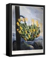 Thornton: Aloe-Caldwall-Framed Stretched Canvas