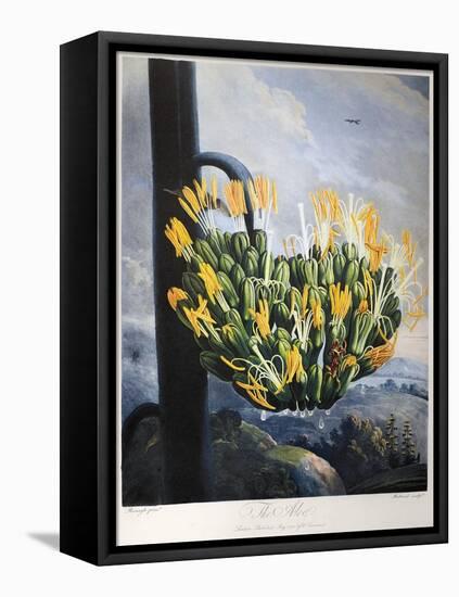 Thornton: Aloe-Caldwall-Framed Stretched Canvas