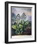 Thornton: Auriculas-Richard Earlom-Framed Giclee Print