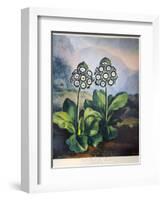 Thornton: Auriculas-Richard Earlom-Framed Giclee Print