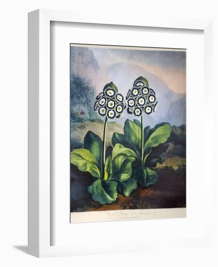 Thornton: Auriculas-Richard Earlom-Framed Giclee Print