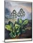 Thornton: Auriculas-Richard Earlom-Mounted Giclee Print