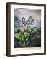 Thornton: Auriculas-Richard Earlom-Framed Giclee Print