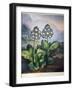 Thornton: Auriculas-Richard Earlom-Framed Giclee Print