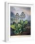 Thornton: Auriculas-Richard Earlom-Framed Giclee Print