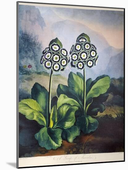 Thornton: Auriculas-Richard Earlom-Mounted Giclee Print