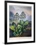 Thornton: Auriculas-Richard Earlom-Framed Giclee Print