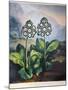 Thornton: Auriculas-Richard Earlom-Mounted Giclee Print