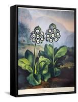 Thornton: Auriculas-Richard Earlom-Framed Stretched Canvas