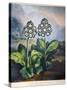 Thornton: Auriculas-Richard Earlom-Stretched Canvas