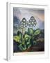 Thornton: Auriculas-Richard Earlom-Framed Giclee Print