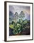 Thornton: Auriculas-Richard Earlom-Framed Giclee Print