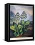 Thornton: Auriculas-Richard Earlom-Framed Stretched Canvas