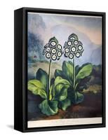 Thornton: Auriculas-Richard Earlom-Framed Stretched Canvas