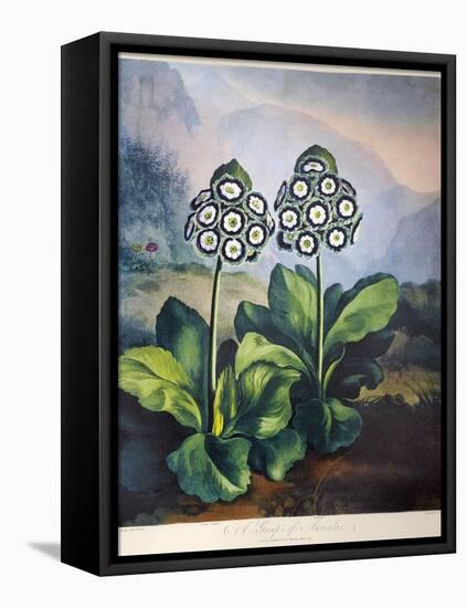 Thornton: Auriculas-Richard Earlom-Framed Stretched Canvas