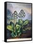 Thornton: Auriculas-Richard Earlom-Framed Stretched Canvas