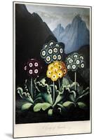 Thornton: Auriculas-Frederick Christian Lewis-Mounted Premium Giclee Print