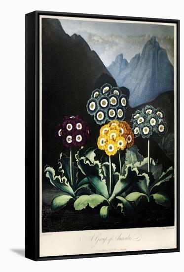 Thornton: Auriculas-Frederick Christian Lewis-Framed Stretched Canvas