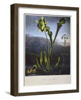 Thornton: Bog Plants-Thomas Sutherland-Framed Giclee Print