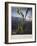 Thornton: Bog Plants-Thomas Sutherland-Framed Giclee Print