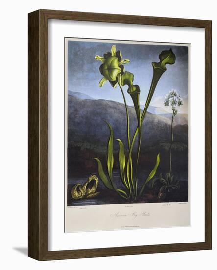 Thornton: Bog Plants-Thomas Sutherland-Framed Giclee Print