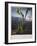 Thornton: Bog Plants-Thomas Sutherland-Framed Giclee Print