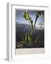 Thornton: Bog Plants-Thomas Sutherland-Framed Giclee Print