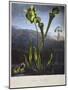 Thornton: Bog Plants-Thomas Sutherland-Mounted Giclee Print