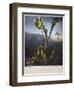 Thornton: Bog Plants-Thomas Sutherland-Framed Giclee Print