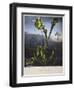 Thornton: Bog Plants-Thomas Sutherland-Framed Giclee Print