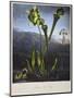 Thornton: Bog Plants-Thomas Sutherland-Mounted Giclee Print