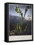 Thornton: Bog Plants-Thomas Sutherland-Framed Stretched Canvas
