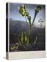 Thornton: Bog Plants-Thomas Sutherland-Stretched Canvas