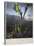 Thornton: Bog Plants-Thomas Sutherland-Stretched Canvas