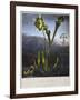 Thornton: Bog Plants-Thomas Sutherland-Framed Giclee Print