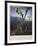 Thornton: Bog Plants-Thomas Sutherland-Framed Giclee Print