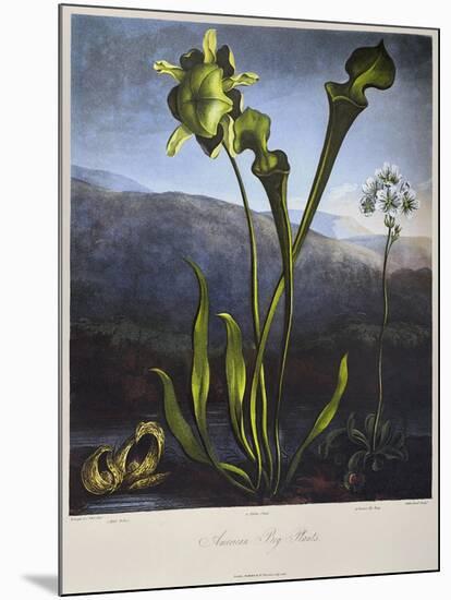 Thornton: Bog Plants-Thomas Sutherland-Mounted Giclee Print