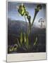 Thornton: Bog Plants-Thomas Sutherland-Mounted Giclee Print