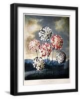 Thornton: Carnations-Caldwall-Framed Giclee Print