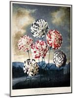 Thornton: Carnations-Caldwall-Mounted Giclee Print