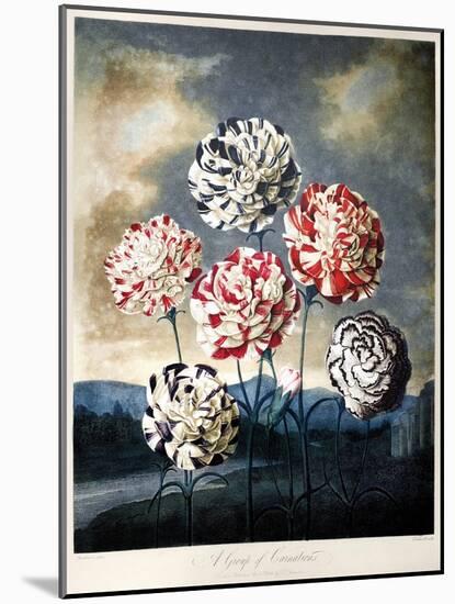 Thornton: Carnations-Caldwall-Mounted Giclee Print